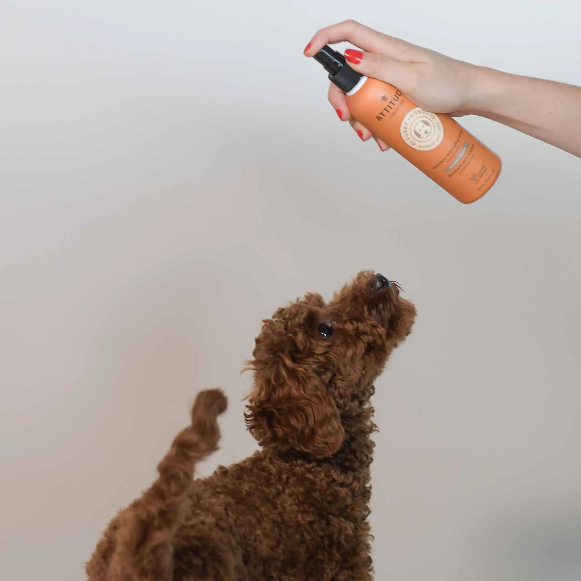 Pet Waterless Anti-Itching Detangling Spray : Furry Friends™ : Lavender